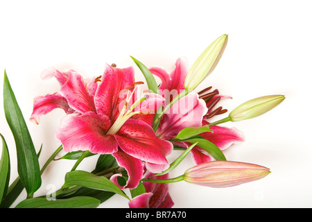 Rosa stargazer lily. Foto Stock