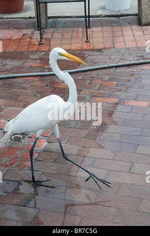 Cicogna bianca sul Molo di St Petersburg , Florida , STATI UNITI Foto Stock