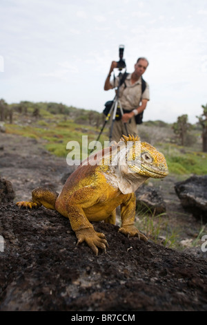 Un fotografo linee fino a teleobiettivo e colpo di una terra iguana su South Plaza Island nelle Galapagos. Foto Stock