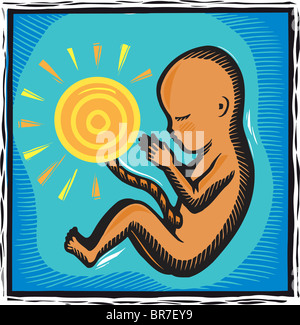 Un bambino in utero con il cordone ombelicale attaccato ad un sun Foto Stock