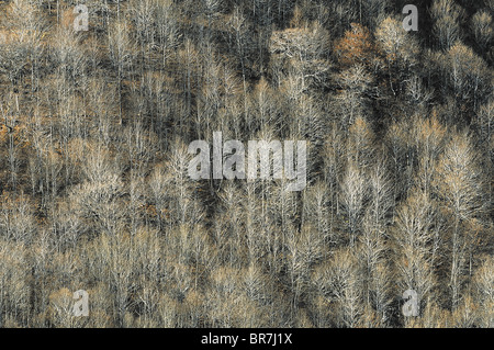 Foresta di faggio, Fagus sylvatica, in Amanos monti Taurus gamma Hatay Turchia Foto Stock