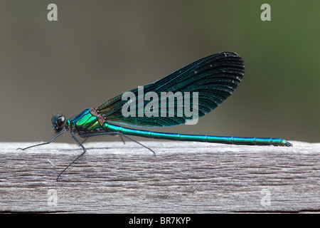 Belle Demoiselle; Calopteryx virgo; maschio Foto Stock