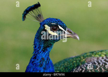 Ritratto di un indiano peacock presi in Arcadia, California. Foto Stock