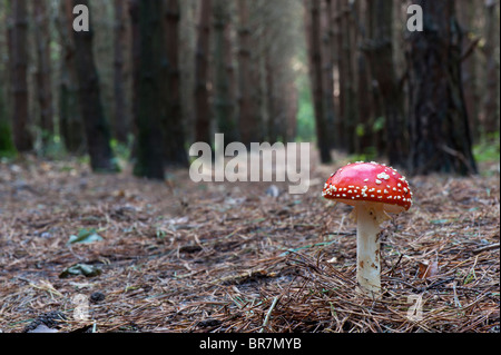 Amanita muscaria, Fly agaric fungo in un bosco inglese. Foto Stock