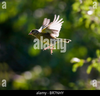 Verdone retroilluminato in volo, Warwickshire Foto Stock