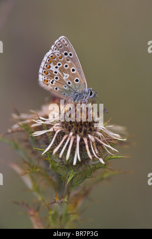 Adonis blu Polyommatus bellargus alimentazione maschio a Lardon Chase, Berkshire in agosto. Foto Stock