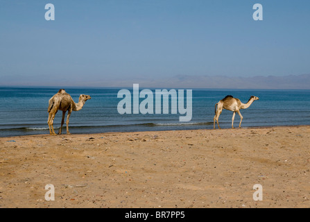 Cammelli a piedi lungo la spiaggia vicino al mare rosso nel deserto del Sinai di Egitto Foto Stock