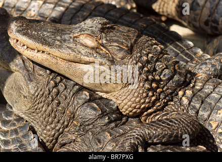 Giovani alligatori sdraiati al sole. Foto Stock