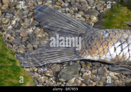 Coda di pesce di un pesce morto sulla riva Foto Stock