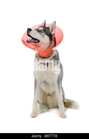 Siberian Husky puppy in e-collare Foto Stock