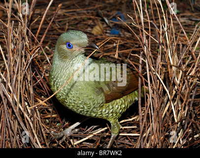 In raso verde bowerbird, Ptilonorhynchus tendente al violaceo, costruendo il suo bower. Vedere di seguito per ulteriori informazioni Foto Stock