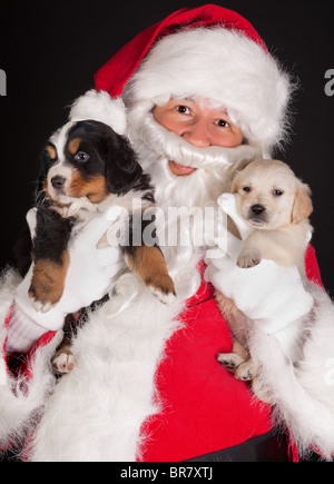 Santa Claus portando due 6 settimane vecchio cucciolo Foto Stock