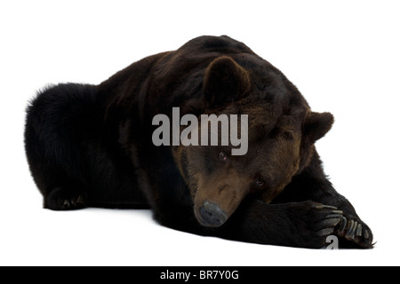 Orso bruno della Kamchatka, 12 anni, disteso di fronte a uno sfondo bianco Foto Stock