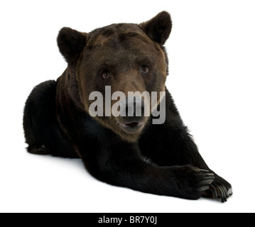 Orso bruno della Kamchatka, 12 anni, disteso di fronte a uno sfondo bianco Foto Stock