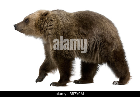 Orso bruno, 8 anni, camminando davanti a uno sfondo bianco Foto Stock