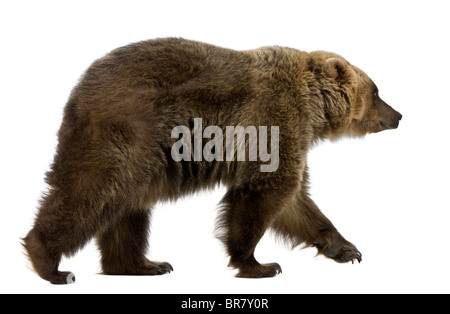 Orso bruno, 8 anni, camminando davanti a uno sfondo bianco Foto Stock