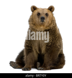 Orso bruno, 8 anni, seduto di fronte a uno sfondo bianco Foto Stock