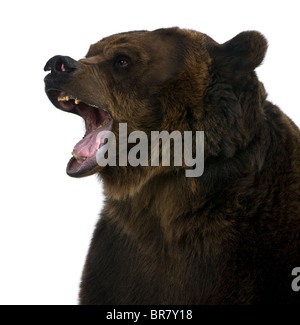 Orso grizzly, dieci anni, ringhiando davanti a uno sfondo bianco Foto Stock