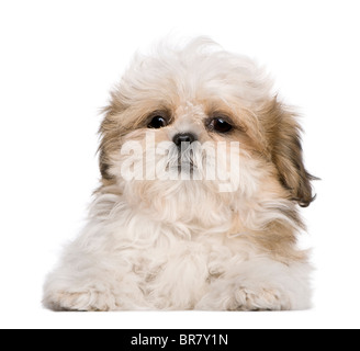 Shih Tzu cucciolo, 3 mesi di età, disteso di fronte a uno sfondo bianco Foto Stock