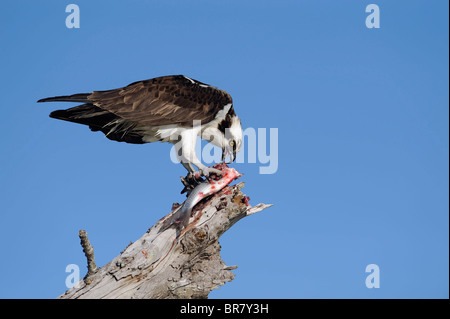 Un osprey lacerazione in un pesce appena pescato, formato orizzontale Foto Stock