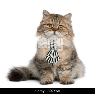 British Longhair gattino indossando una cravatta, 3 mesi di età, seduto di fronte a uno sfondo bianco Foto Stock