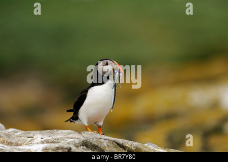 Puffin arroccata su una roccia con un becco pieno di pesci Foto Stock