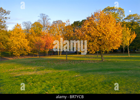 Il parco di Greenwich autunno alberi Foto Stock
