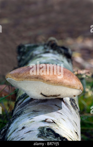 Birch Polypore - Piptoporus Betulinus Foto Stock