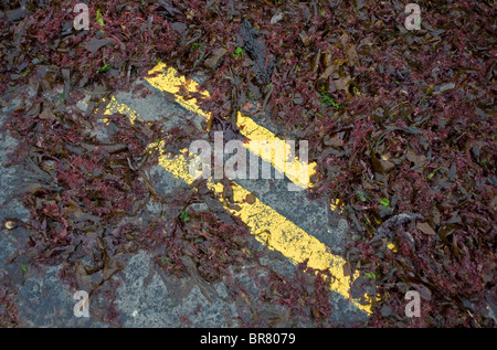 Seawed sulla strada, Whitehead, nella contea di Antrim. Foto Stock