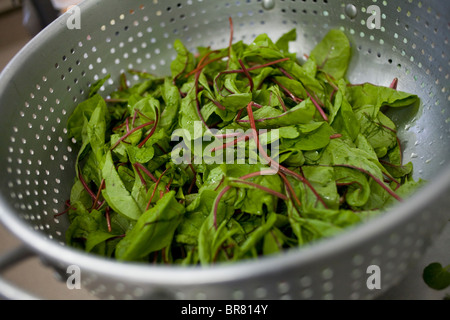 Baby Bietola rossa lattuga in una cucina cullender. Foto Stock