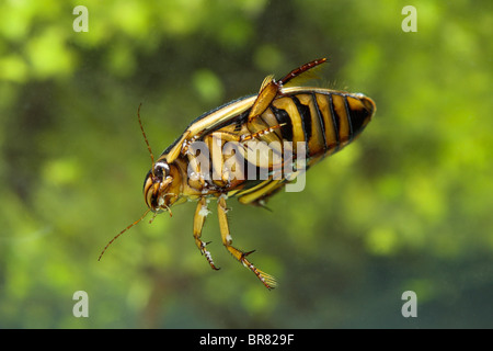 Grande diving beetle , Dytiscus marginalis, REGNO UNITO Foto Stock
