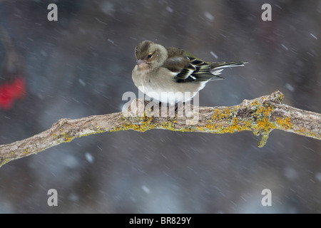 Femmina (comune) (fringuello Fringilla coelebs) appollaiato su un ramo in inverno con la caduta di neve Foto Stock