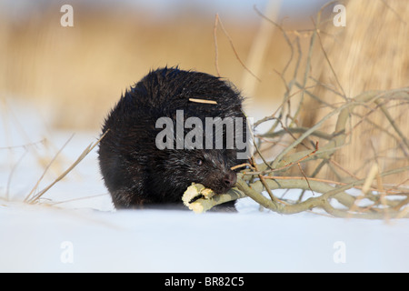 Eurasian castoro (Castor fiber) che trasportano derrate alimentari, i rami di salici. Marzo Foto Stock