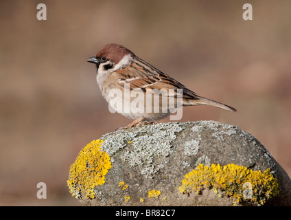 (Eurasian) Tree Sparrow (Passer momtanus) appollaiato su un lichen coperto rock Foto Stock