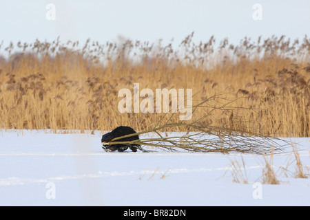 Eurasian castoro (Castor fiber) che trasportano derrate alimentari, i rami di salici. Marzo Foto Stock