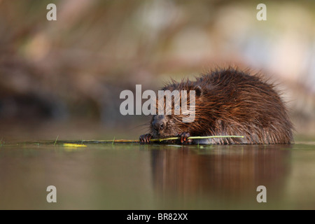 Wild Eurasian castoro (Castor fiber) mangiare willow twig. Foto Stock