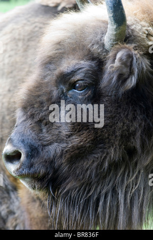 Il bisonte europeo o Wisent Foto Stock