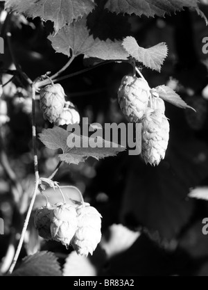 Il luppolo cresce su vite nel campo Foto Stock