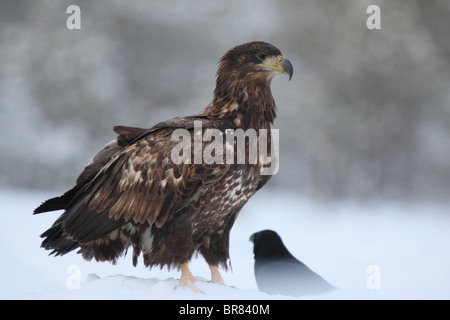 Wild immaturo bianco-tailed Eagle (Haliaetus albicilla) Foto Stock