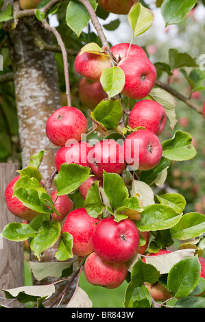 Rosso mature le mele da sidro appeso a un albero in un Somerset orchard ritratto Foto Stock