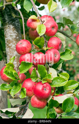 Rosso mature le mele da sidro appeso a un albero in un Somerset orchard ritratto Foto Stock