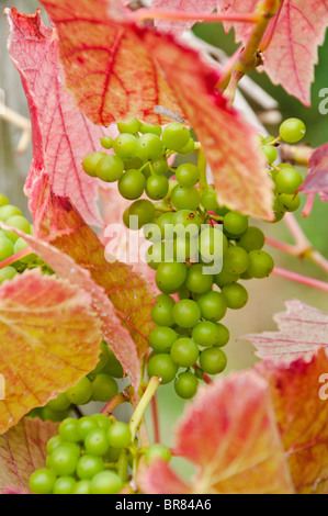 Ritratto di uve e Colore di autunno mostrato in foglie di vite in un vigneto in somerset Inghilterra Foto Stock