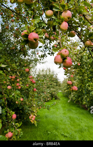 Rosso mature le mele da sidro appeso a un albero in un Somerset orchard ritratto Foto Stock