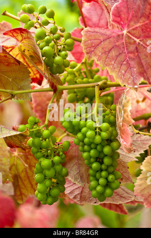 Ritratto di uve e Colore di autunno mostrato in foglie di vite in un vigneto in somerset Inghilterra Foto Stock