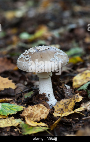 Amanita pantherina, Panther fungo tappo Foto Stock