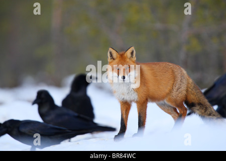 Wild Red Fox (Vulpes vulpes vulpes) Foto Stock
