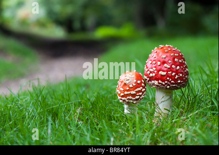 Amanita muscaria, Fly agaric funghi accanto a un sentiero di bosco. Foto Stock