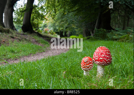 Amanita muscaria, Fly agaric funghi accanto a un sentiero di bosco. Foto Stock