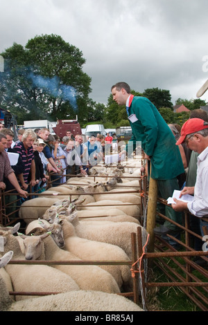 Aste a stock Priddy ovini Fiera, Somerset: 18 Agosto 2010 Foto Stock