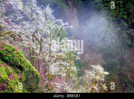 Il muschio e la nebbia nella foresta. Eagle Creek bacino. Columbia River Gorge National Scenic Area, Oregon Foto Stock